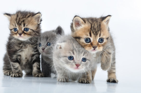 group of little kittens