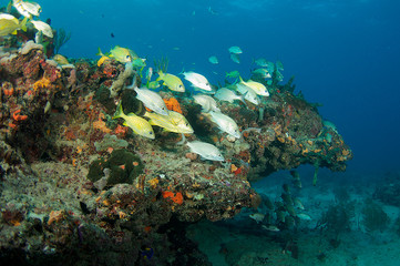 A small aggregation of fish on a reef ledge.