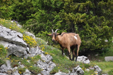 Bergziege in den Alpen