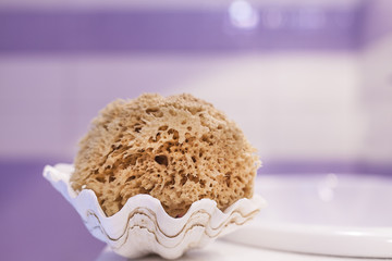 sponge in a shell