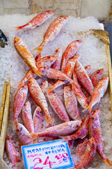 red mullets (Mullus surmuletus)