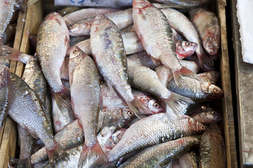 Fototapeta premium red snapper ( Lutjanus campechanus)