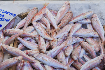 red mullets (Mullus surmuletus)