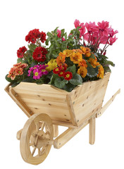 Brouette en fleur