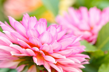 Petals of tropical flower