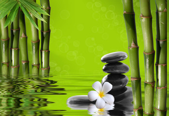 Obrazy na Szkle  Młody, zielony bambus w tle boke