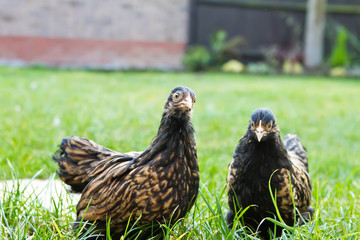 pekin bantamns