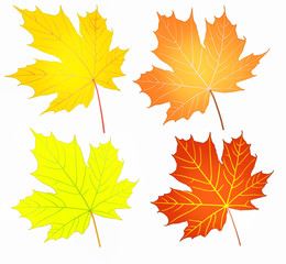 Fototapeta na wymiar Autumn maple leaves set
