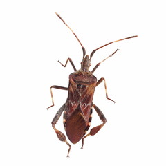 insect stink bug isolated on white,  with clipping path.