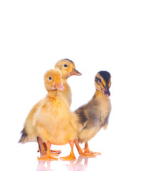 Ducklings on a white background