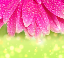 Petals pink gerbers with dew drops