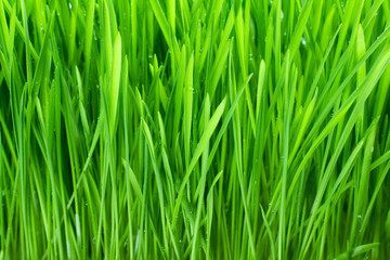 Fototapeta na wymiar Mokre od rosy trawa zielona zbliżenie