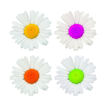 Daisy coloured flowers isolated on white, toned images