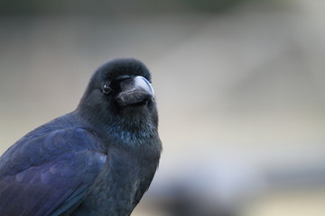 ハシブトガラス