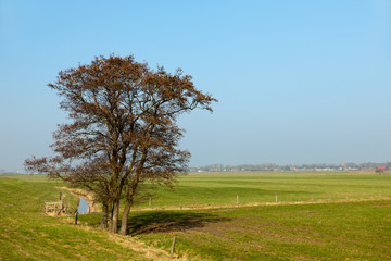 Obraz premium Dutch landscape with tree in spring