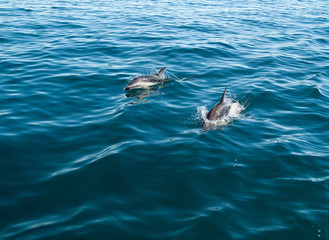 Banc de dauphins obscurs