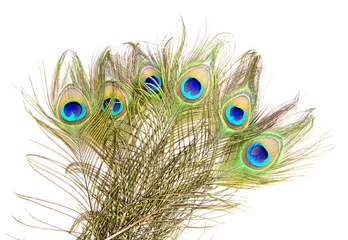 Fotobehang Peacock feathers © Fyle