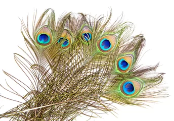 Crédence de cuisine en verre imprimé Paon Peacock feathers