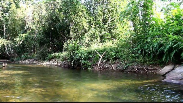 River in the jungle
