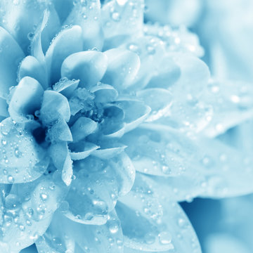 Fototapeta Beautiful blue flower with drops
