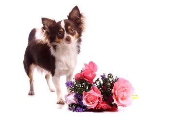 Chihuahua Welpe mit Blumen