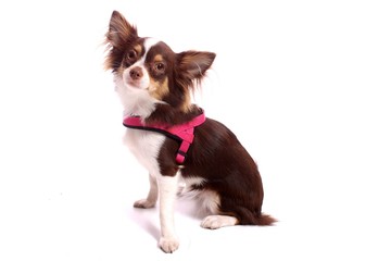 Chihuahua Welpe im pink Geschirr