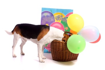 Hund sucht im Korb Geschenke