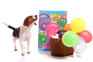 jaulender Hund mit Partyschmuck