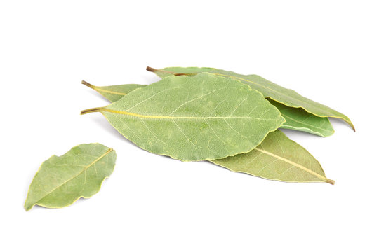 Bay Leaves isolated on white background.