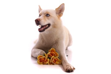liegender Junghund Husky mit Blumen