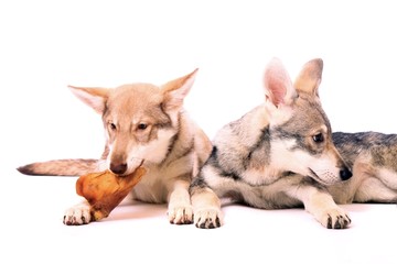 zwei junge Hunde Wolfshunde