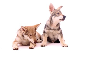 zwei junge Hunde Wolfshunde