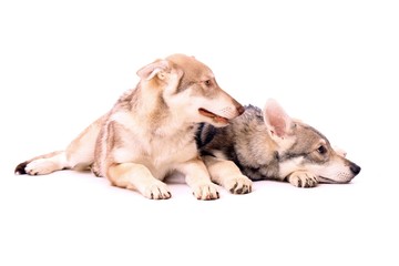 zwei liegende junge Wölfe Hunde