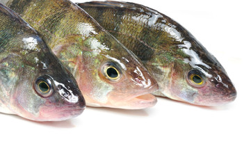 The European perch