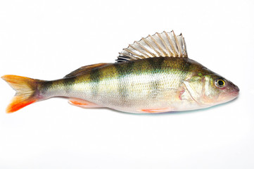 The European perch