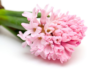 lying pink hyacinth close up