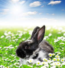 Cute Rabbit in Grass