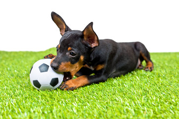 Young puppy, lies down with football