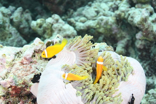 poisson clown et anemone