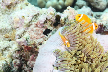 poisson clown et anemone