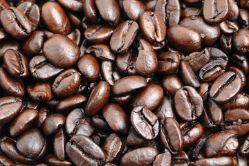 coffee bean close up