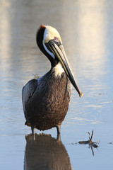 Brown Pelican (Pelecanus occidentalis) in Breeding Plumage Foraging for Fish in a Tidal Pool - Florida