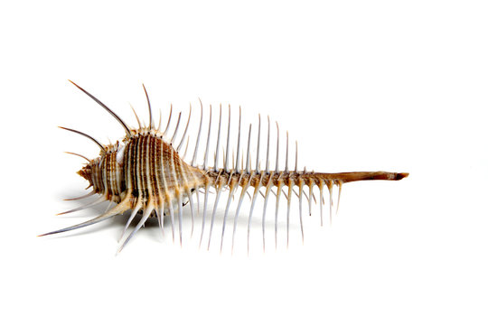 murex pecten