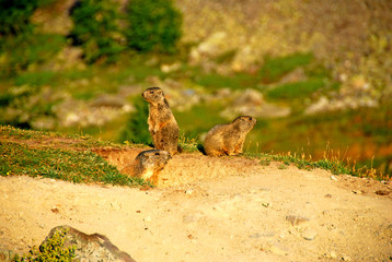 Le réveil des marmottes