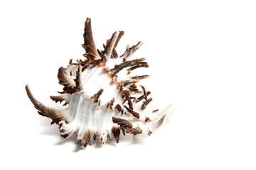 Obraz premium chicoreus chicoreum