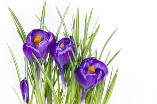 Preciosos crocos sobre fondo blanco