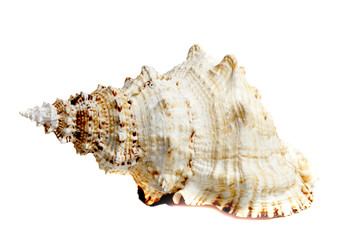 tutufa bubo