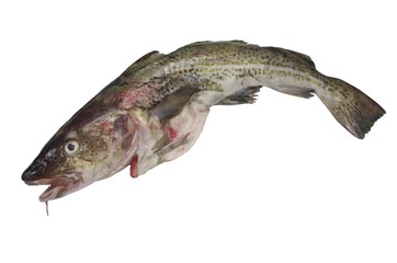 codfish