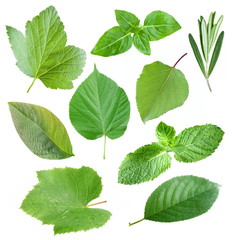 Collection of garden leaves
