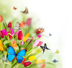 Naklejka premium Beautiful butterflies on tulips blossoms